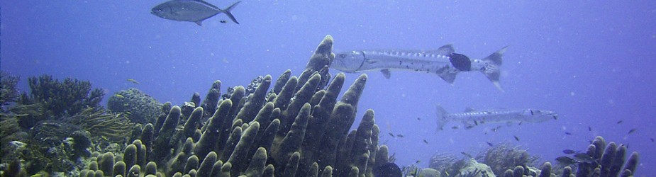 Reefs